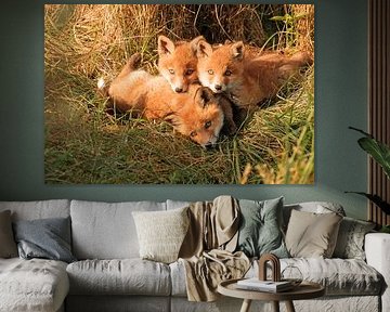 Young foxes by NatureBliss