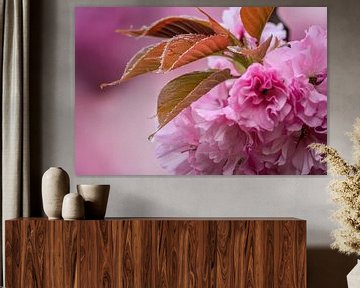 Sakura ochtenddauw van Jane-Beverly Dughera
