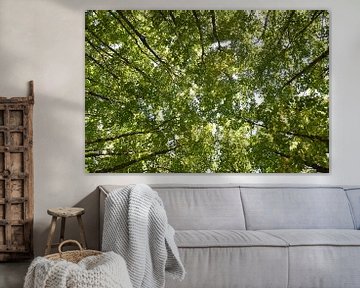 A maple forest in summer by Claude Laprise