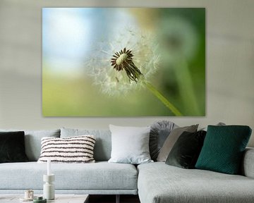 Close-up of the seed fluff of a dandelion (fluff ball) by Birgitte Bergman
