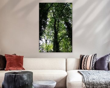 Licht, das durch die Bäume scheint