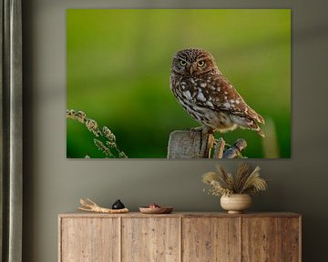 Steenuil van NatureBliss
