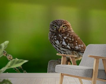 Stone owl by NatureBliss