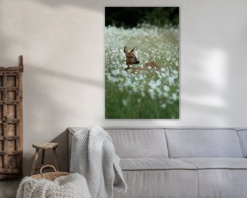 Goat among daisies