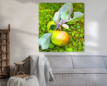 Rijpe appel - symbool van overvloed en nabijheid tot de natuur van Fototante