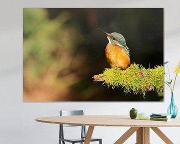 Sonnenbadender Eisvogel