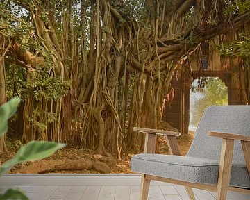Banyan-Baum im Ranthambore-Nationalpark