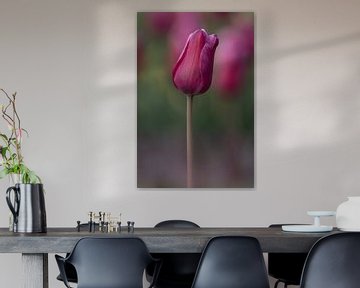 Tulp van Liliane Jaspers