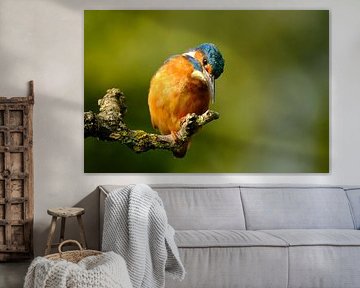 Eisvogel von NatureBliss