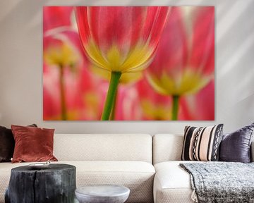 Tulp roze -Geel  2025 van Marco Liberto