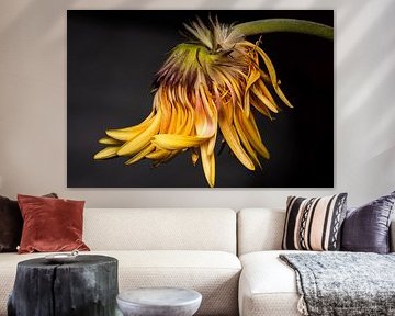 Photographie florale