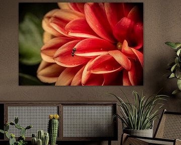 Florale Fotografie von Egon Zitter