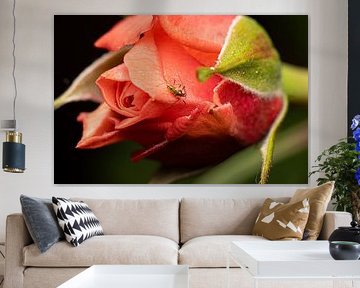 Photographie florale