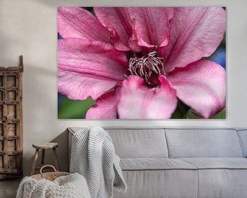 photographie de fleurs détail gros plan