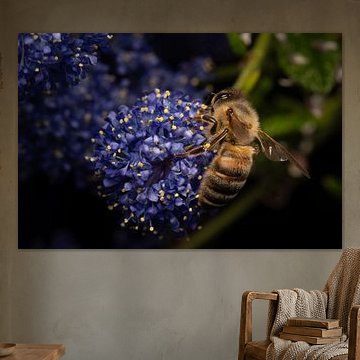 flower photography detail closeup bee on flower
