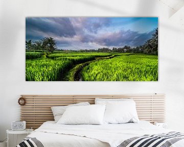 Field of Bali, rijstvelden nabij Ubud met avondlicht