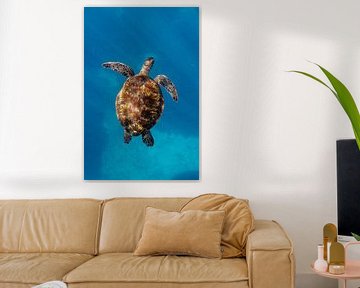 Schildpad badend in licht van Romy Oomen