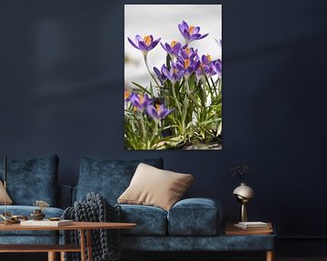 Crocuses in bloom in the garden by Claude Laprise