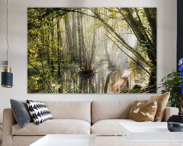 Warandebos met zonlicht en water