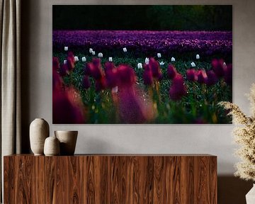 Feld mit Tulpen
