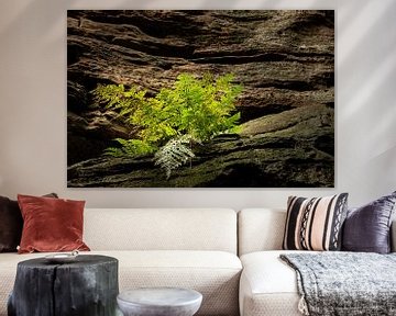 Varen op Rots van Art By Light Photography