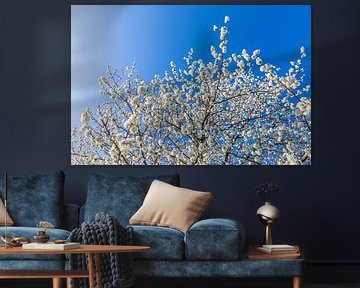 Flowering fruit tree - spring by Werner Dieterich