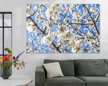 Blühender Obstbaum im Frühling von Werner Dieterich