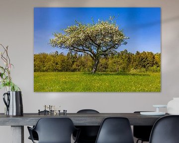 Blühender Obstbaum im Frühling von Werner Dieterich