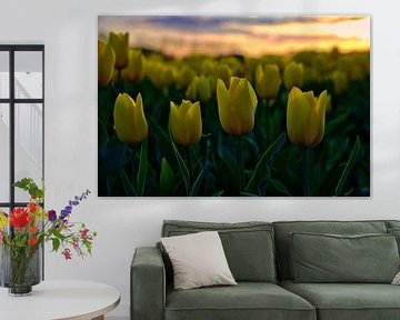 Blickfang, Feld mit bunten gelben Tulpen