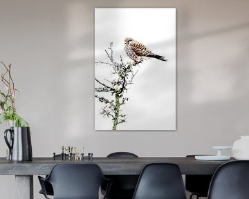 kestrel in highkey by Peter van Wieringen