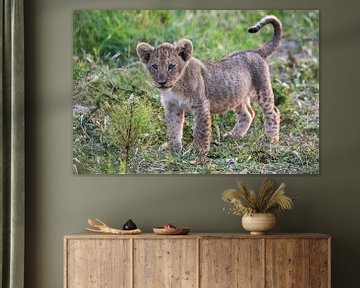 Lief leeuwenwelpje  in de natuur van Afrika van Chi