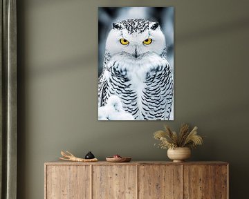 Close-up sneeuwuil met gele ogen van Imperial Art House