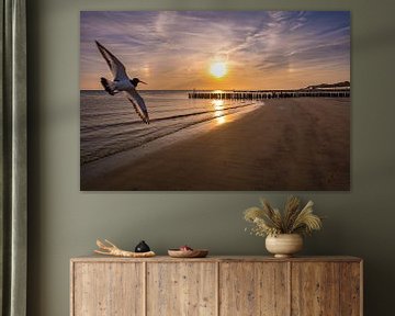 Scholekster op het strand van MSP Canvas