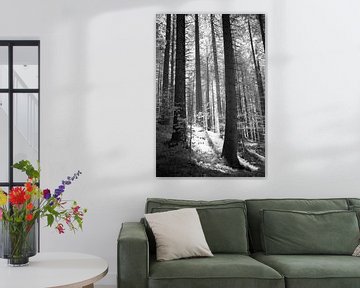 Infrarood zwart-wit bosfoto- Sereen licht tussen de bomen van Hidden Light Gallery