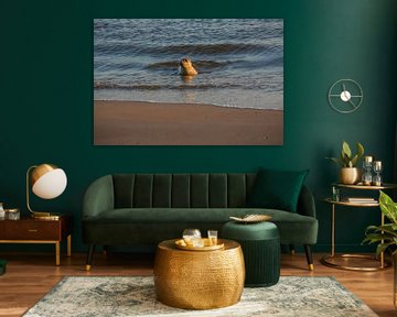 Jonge zeehond begroet de avondzon aan het strand, met nieuwsgierige blik en glanzende vacht, dobberend in het kalme water van de Noordzee. van byphotographyms