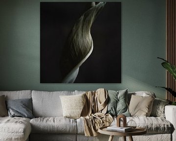 Twisted Strelitzia van Karin Bakker Fotografie
