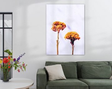 Fluweelgoud in Stilte – Oranje Bloemenfotografie van Delphine Chevalier