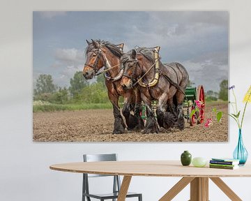 Zeeuwse trekpaarden van Lisette van Peenen