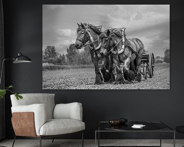 Zeeuwse trekpaarden van Lisette van Peenen