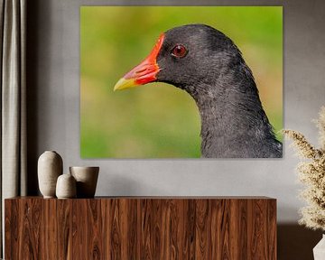 Portrait of a Moorhen by Laurens de Waard