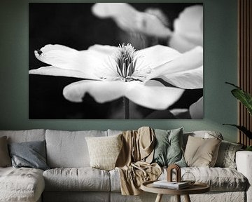 Flower black and white