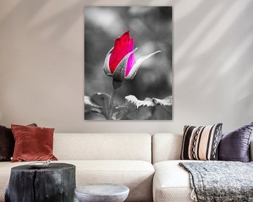 Colored rose in black and white by Joel Houbrigts