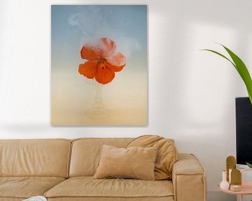 glazen vaasje met dromerige rode hibiscus bloem . van Saskia Dingemans Awarded Photographer