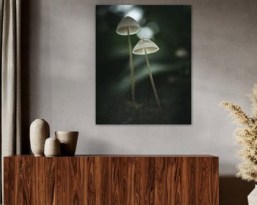Paddenstoelen in het bos van Jan