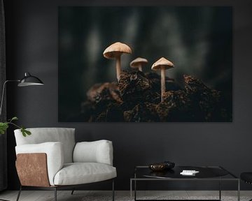 Paddenstoelen groeiend uit een dennenappel van Jan