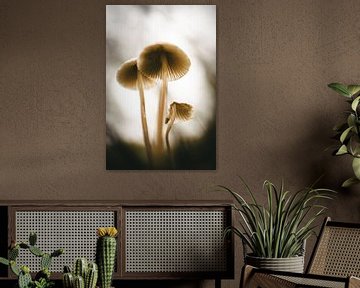 Paddenstoelen van Jan