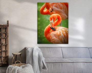 Oranje/roze Flamingo's