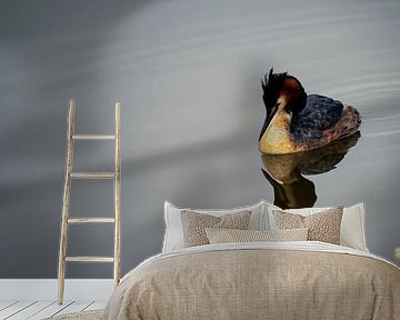 Spiegelung des Haubentauchers im Wasser