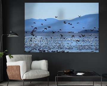 Snow geese on the river by Claude Laprise