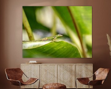Salamander auf einer Pflanze in Martinique von Ron van der Stappen